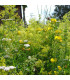 Žlutá louka - osivo Planta Naturalis - směs lučních květin a trav - 10 g