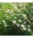 Bílá louka krajková - osivo Planta Naturalis - směs lučních květin a trav - 50 g