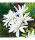 Ocún plnokvětý bílý - Colchicum alboplenum - hlízy ocúnů - 1 ks