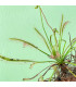 Rosnatka kapská Vogelgat NR - Drosera capensis - osivo rosnatky - 15 ks