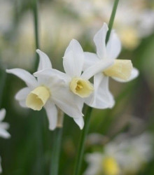 Narcis Toto - Narcissus - cibule narcisů  - 3 ks
