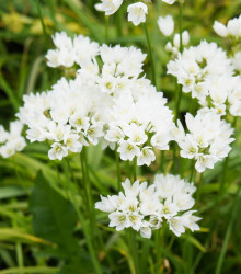 Česnek okrasný Zebdanense - Allium - cibule česneků - 3 ks