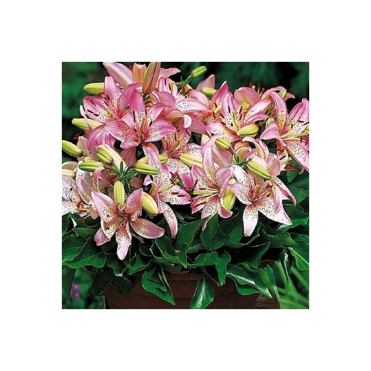 Lilie Pink Pixie - Lilium - cibule lilií - 1 ks