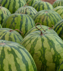 Meloun vodní Saskatchewan - Citrullus lanatus - osivo melounu - 6 ks