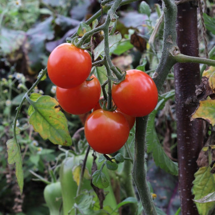 Rajče Resibella - Solanum lycopersicum - osivo rajčat - 6 ks