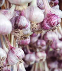 Sadbový česnek Janko - paličák - Allium sativum - cibulky česneku - 1 balení