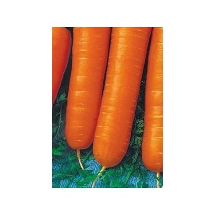 Mrkev karotka poloraná - Daucus carota - osivo mrkve - 1,5 g