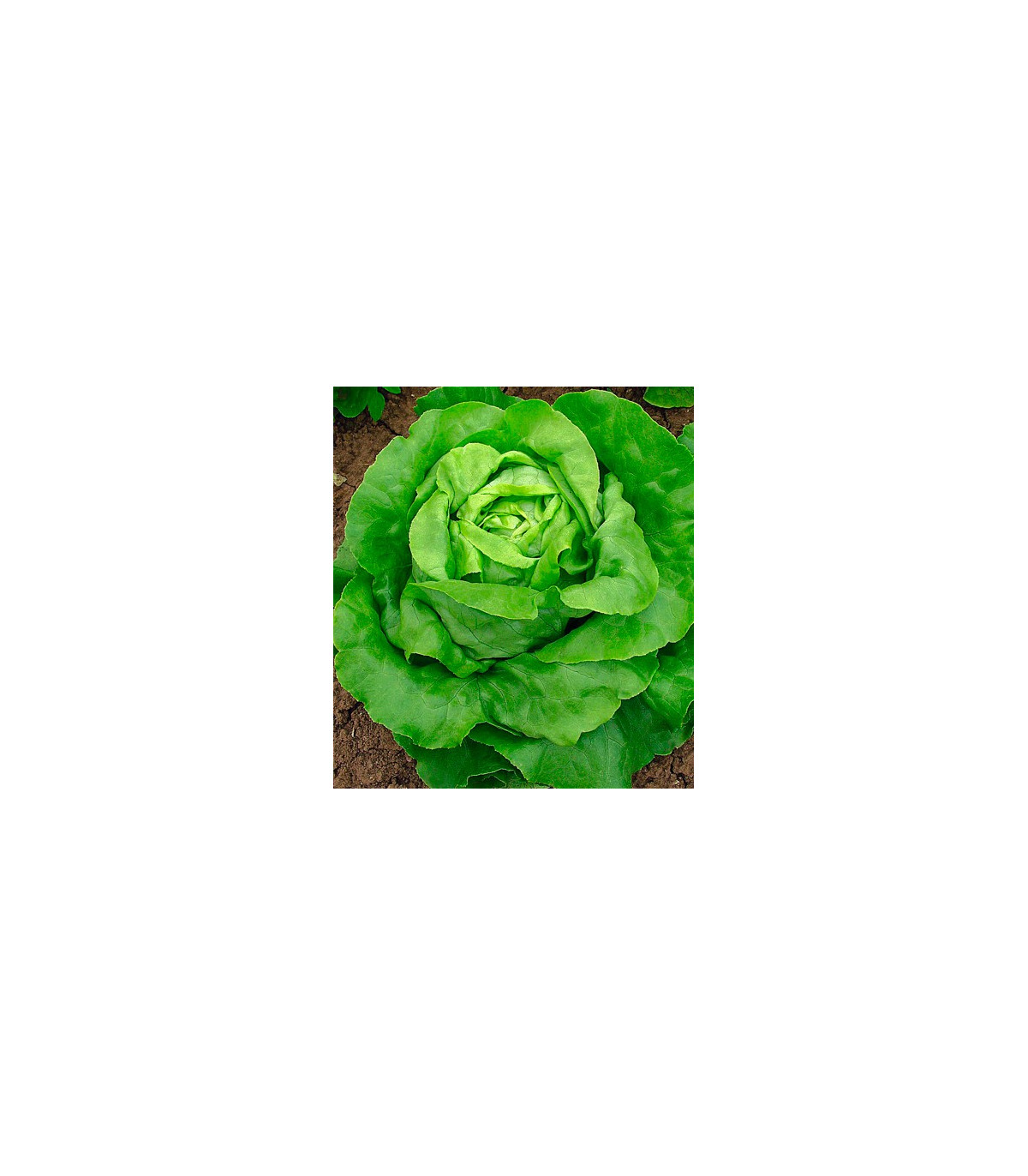 Salát hlávkový máslový - Lactuca sativa - osivo salátu - 0,5 g