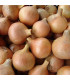 Cibule jarní kuchyňská Všetana - Allium cepa - osivo cibule - 200 ks