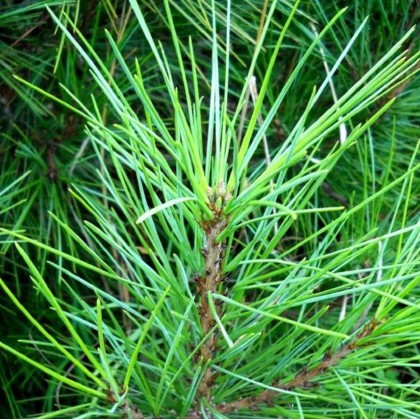 Borovice Gerardiana - Pinus gerardiana - osivo borovice - 5 ks