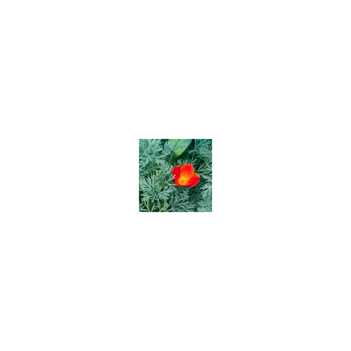Sluncovka kalifornská červená - Eschscholzia californica - osivo sluncovky - 450 ks