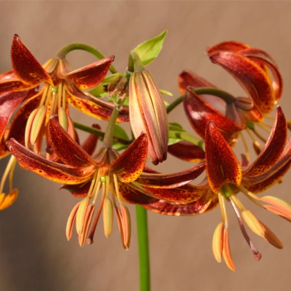 Lilie Martagon Arabian Knight - Lilium - cibule lilií - 1 ks