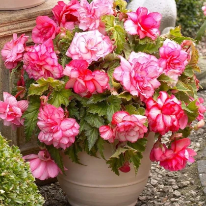 Begonie Pink Balcony - Begonia tuberhybrida - hlízy begónií - 2 ks