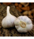 Sadbový česnek Bjetin - paličák - Allium sativum - cibulky česneku - 1 balení