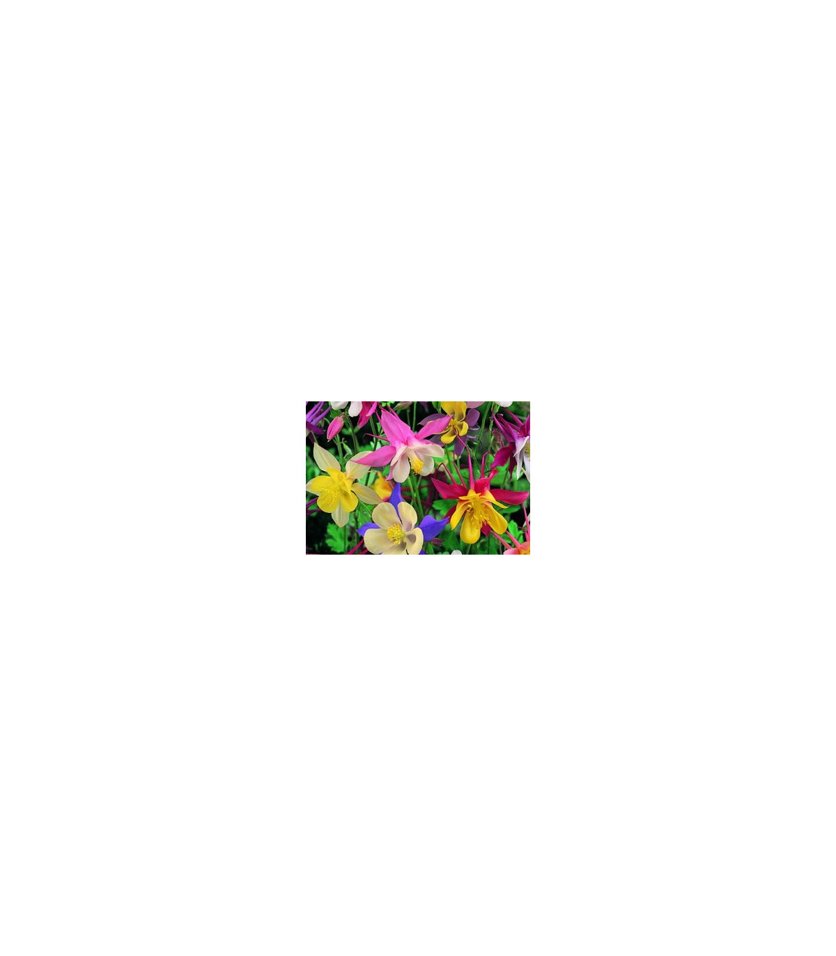 Orlíček velkokvětý směs barev - Aquilegia caerulea - osivo orlíčku - 250 ks