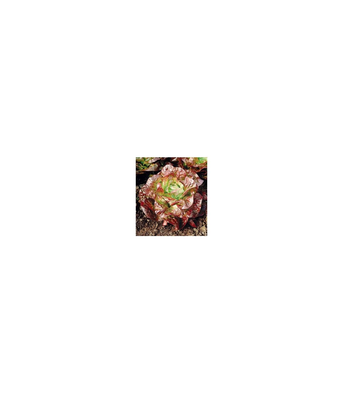 Salát hlávkový červený - Latusa sativa - osivo salátu - 0,5 g