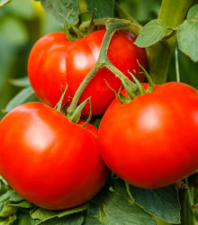 Rajče Alicante - Solanum lycopersicum - osivo rajčat - 8 ks