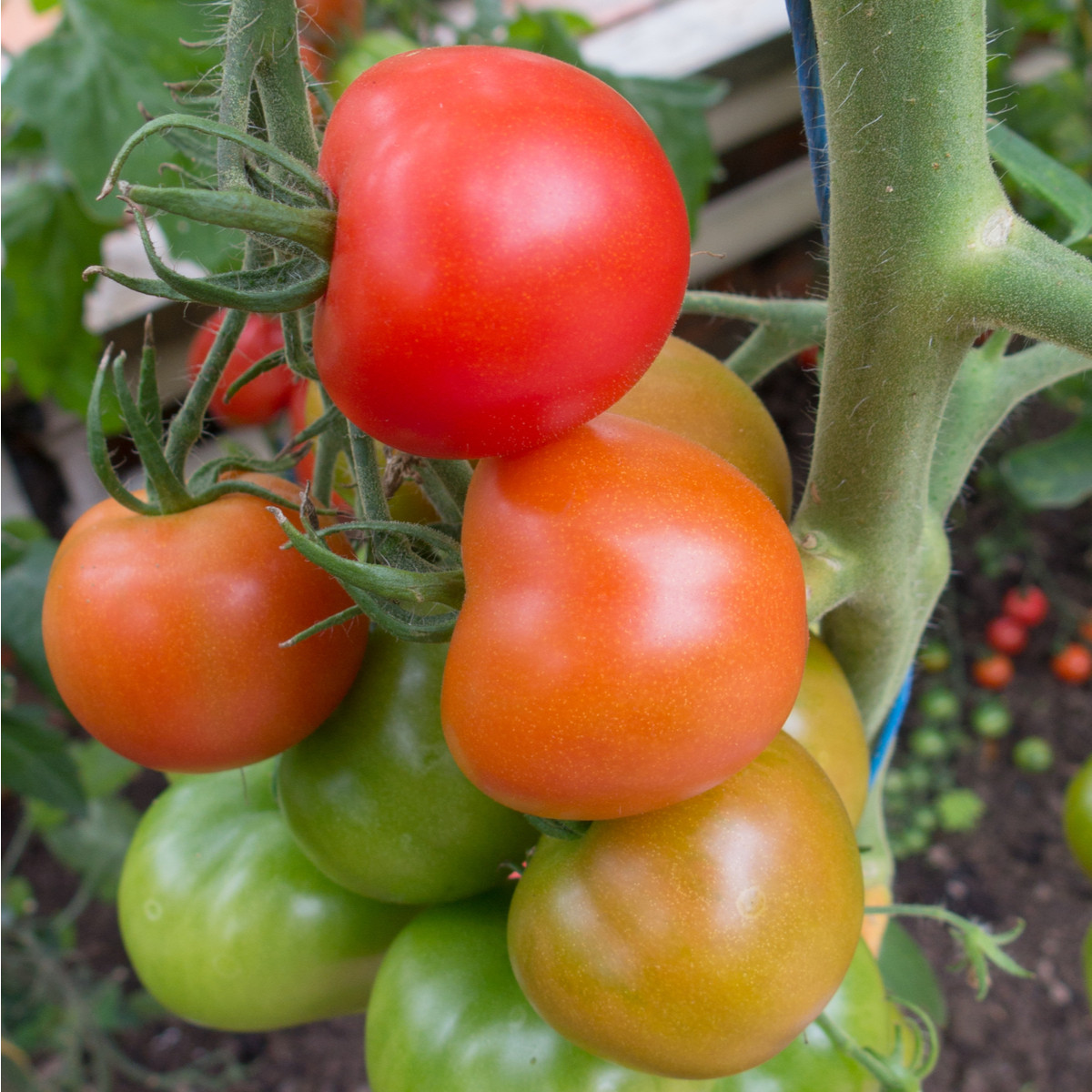 Rajče Ailsa Craig - Solanum lycopersicum - osivo rajčat - 8 ks