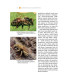 Domečky pro včely a užitečný hmyz - úryvek z knihy