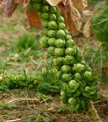 Kapusta růžičková Danet F1 - Brassica oleracea - osivo kapusty - 40 ks