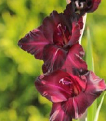 Gladiol Black Surprise - Gladiolus - hlízy gladiol - 3 ks