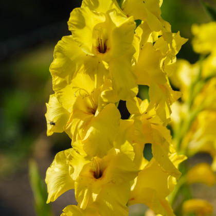 Gladiol Yellow Frans – Gladiolus – mečíky – hlízy