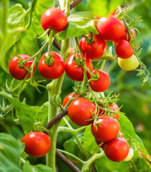 Rajče keříčkové balkónové Tomfall - Solanum lycopersicum - osivo rajčat - 20 ks