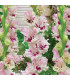 Gladiol Dreamy Creamy - Gladiolus - hlízy gladiol - 3 ks