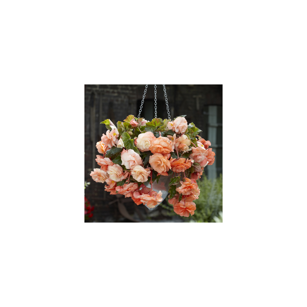 Begonie Apricot - Begonia splendide - hlízy begonie - 2 ks