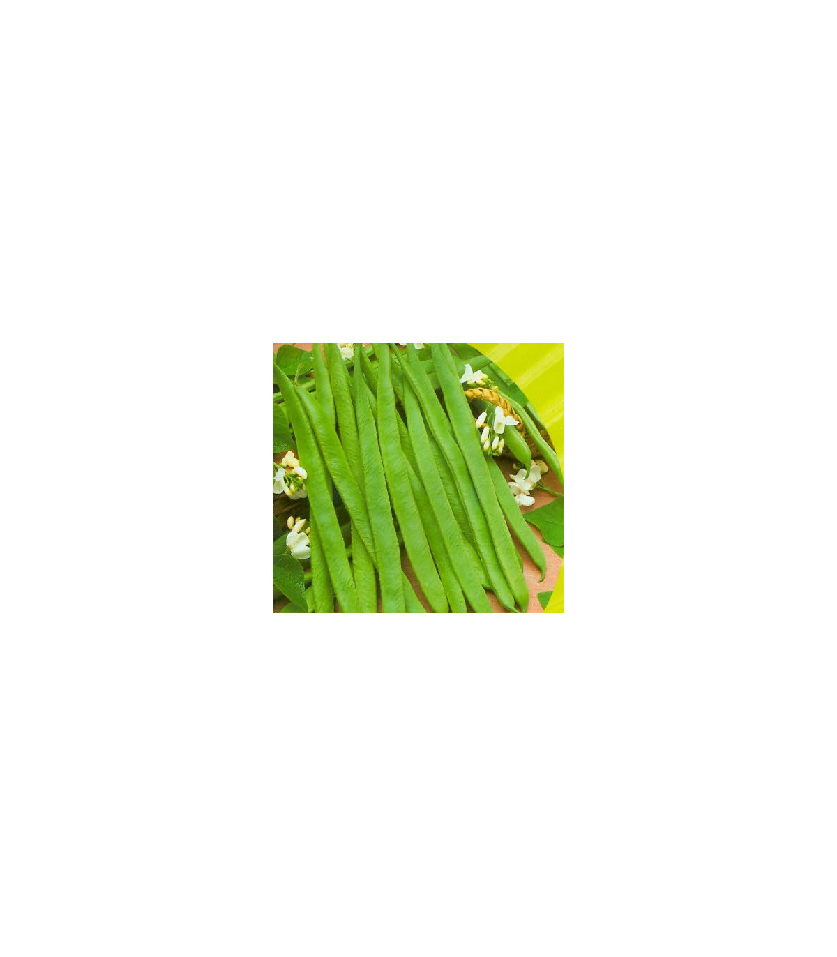 Fazole tyčková bílá Hilda - Phaseolus vulgaris - osivo fazole - 2 g