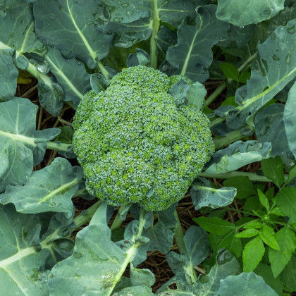 BIO Brokolice Calabrese Natalino - Brassica oleracea L. - osivo brokolice - 30 ks