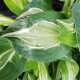 Funkie - Hosta Snake Eyes - hlízy hosty - 1 ks