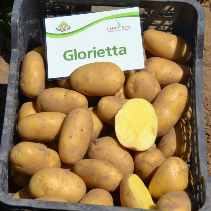 BIO Sadbové brambory Glorietta - Solanum tuberosum - Kiepenkerl - bio sadba - 10 ks