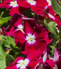 Barvínek Volante Burgundy Halo - Catharanthus - osivo barvínku - 30 ks