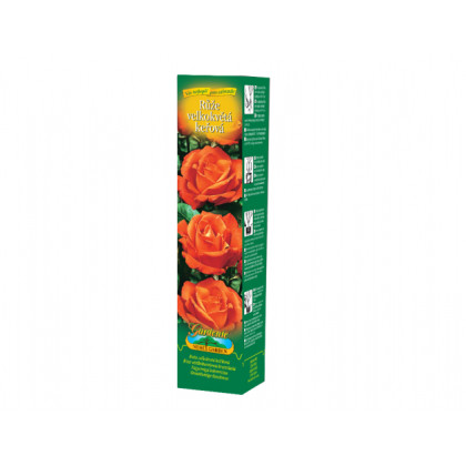 Růže velkokvětá oranžová - Rosa - prostokořenná sazenice růže - 1 ks