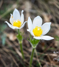 Koniklec obecný White Bells - Pulsatilla vulgaris - osivo koniklece - 20 ks