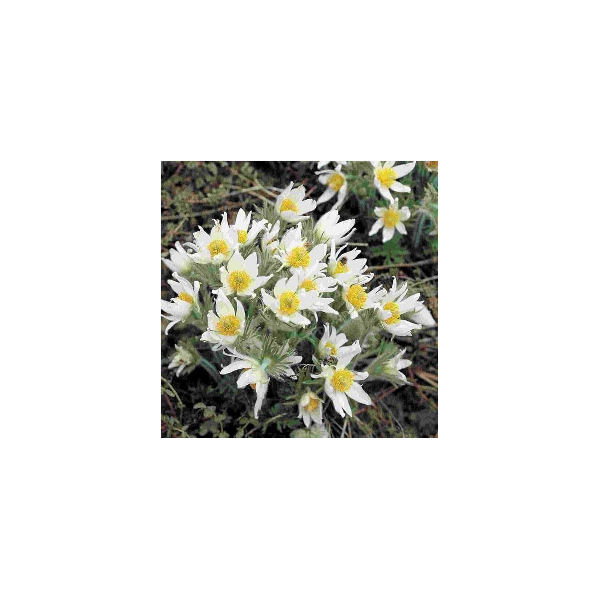 Koniklec obecný White Bells - Pulsatilla vulgaris - osivo koniklece - 20 ks