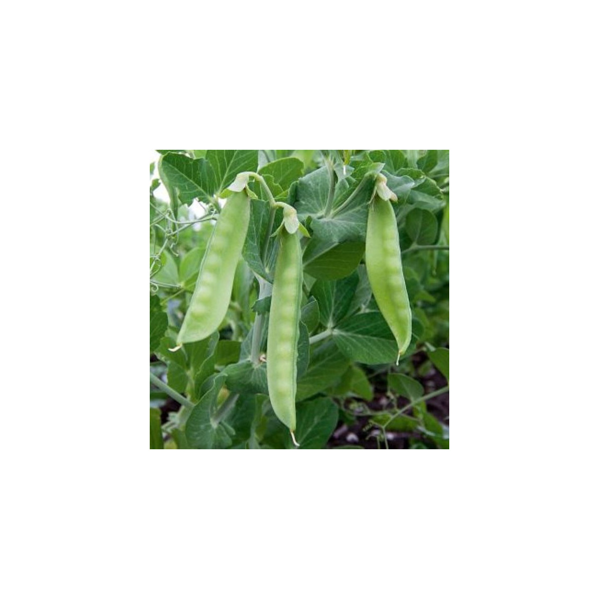 BIO Hrách cukrový Ambrosia - Pisum sativum - bio osivo hrachu - 45 ks