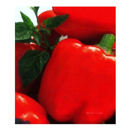 Paprike Merit - prodej semen papriky - Capsicum annuum - 20 ks
