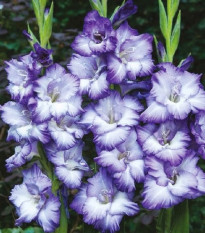 Gladiol Triton - Gladiolus - hlízy mečíku - 3 ks