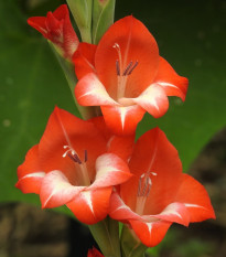 Gladiol Mademoiselle de Paris - Gladiolus - hlízy gladiol - 3 ks