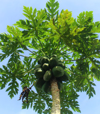 Papája melounová - Carica papaya - osivo papáji - 4 ks