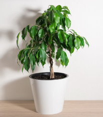 Fíkus Benjamín - Ficus benjamina - osivo fíkusu - 4 ks