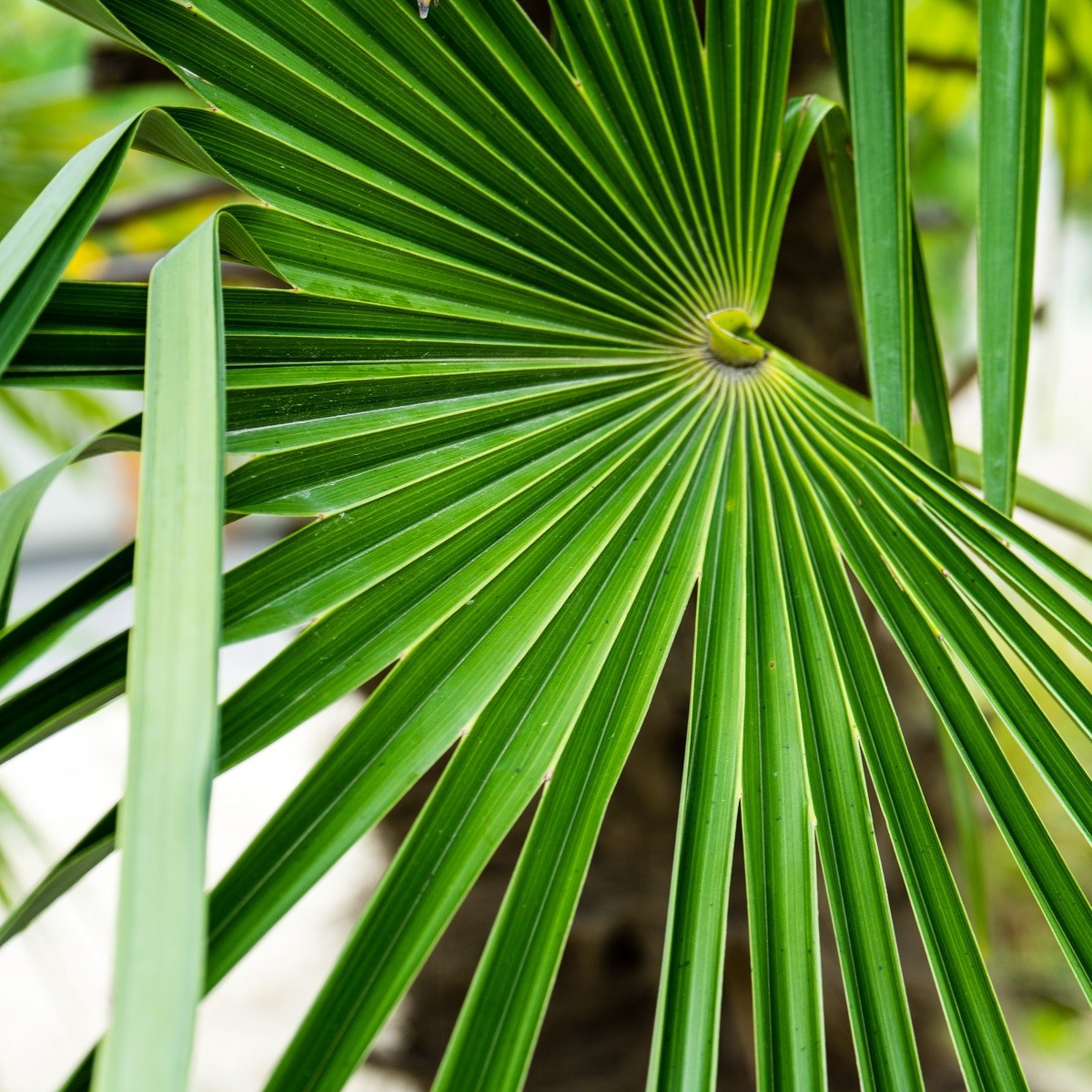 Palma konopná - Žumara ztepilá - Trachycarpus fortunei - osivo palmy - 2 ks