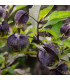 Lilík mochyňovitý - Nicandra physalodes - osivo lilíku - 10 ks
