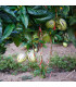 Pepíno - Solanum muricatum - osivo pepína - 5 ks