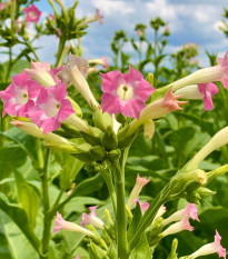 Tabák virginský - Nicotiana tabacum - osivo tabáku - 150 ks