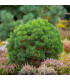 Borovice kleč - Pinus mugo pumilio - osivo borovice - 5 ks