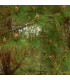 Borovice těžká - Pinus ponderosa - osivo borovice - 6 ks
