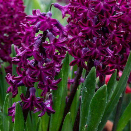 Hyacint Woodstock - Hyacinthus - cibule hyacintů - 1 ks